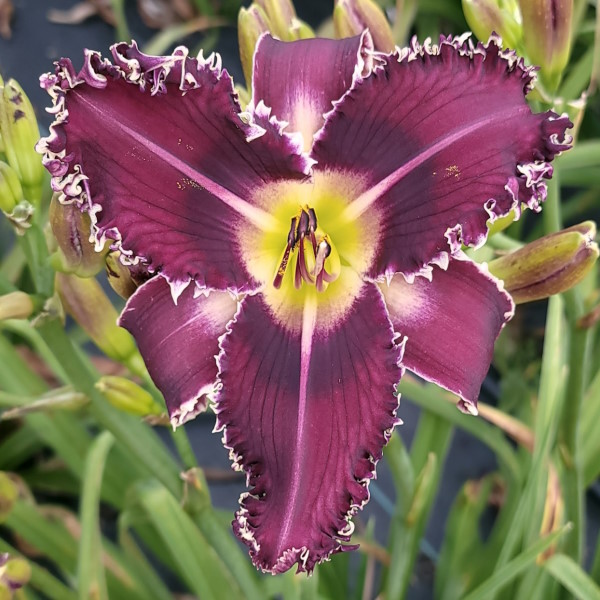 Crazy Bloomer - Sold Out